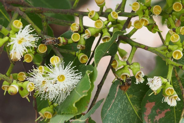 Eucalyptus torelliana
